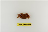 藏品(褶痕厚紋蟹)的圖片